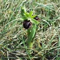 Ophrys araignee